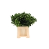 Ruscus Hypophyllum 70cm