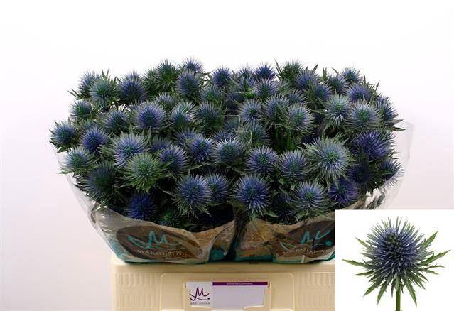<h4>ERYNGIUM  'MAGNETAR QUESTAR'</h4>