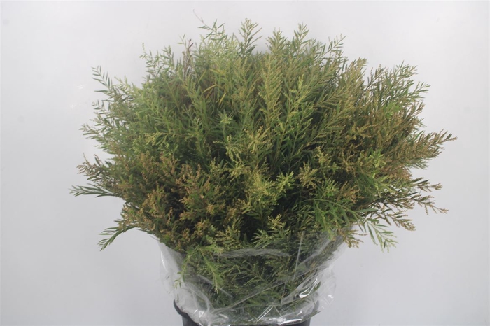 <h4>Acacia Chiaro De Luna Per Bunch</h4>