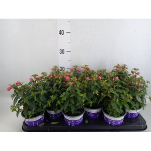 Fuchsia  'Bella Fuchsia Sacha'