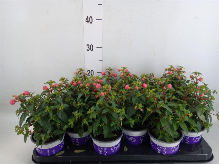 <h4>Fuchsia 'Bella Fuchsia Sacha'</h4>