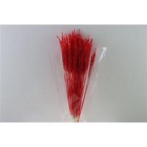 Dried Rice Grass Red Bunch Slv