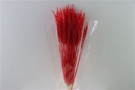 Dried Rice Grass Red Bunch Slv