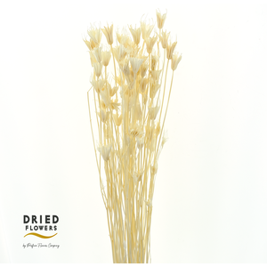 Dried Bleached Nigella Orientallis