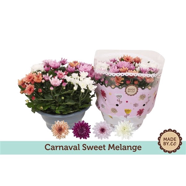 Chrysant Carnaval Melange