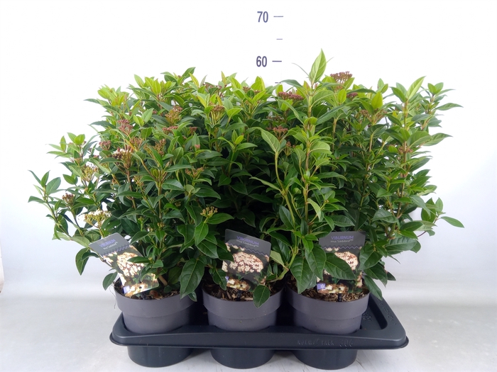 <h4>Viburnum tinus 'Spirit'</h4>