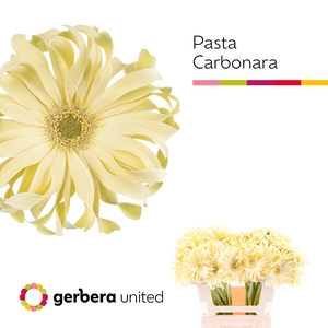 Gerbera Pasta Carbonara Water