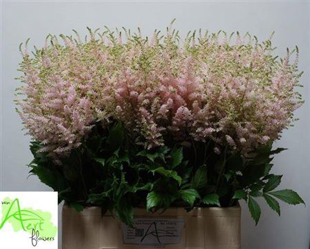 <h4>Astilbe Ja Europa</h4>