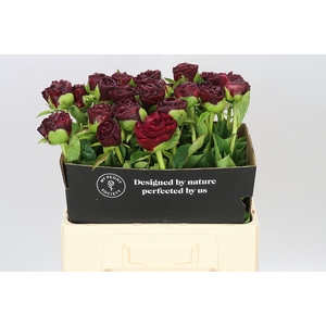 Paeonia Old Faithful