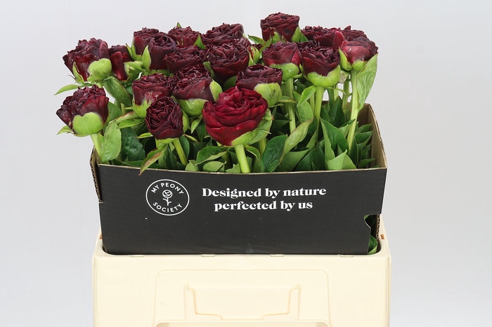 <h4>Paeonia Old Faithful</h4>
