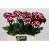 Dahlia Checkers