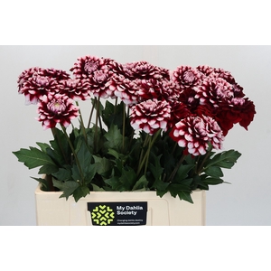 Dahlia Checkers