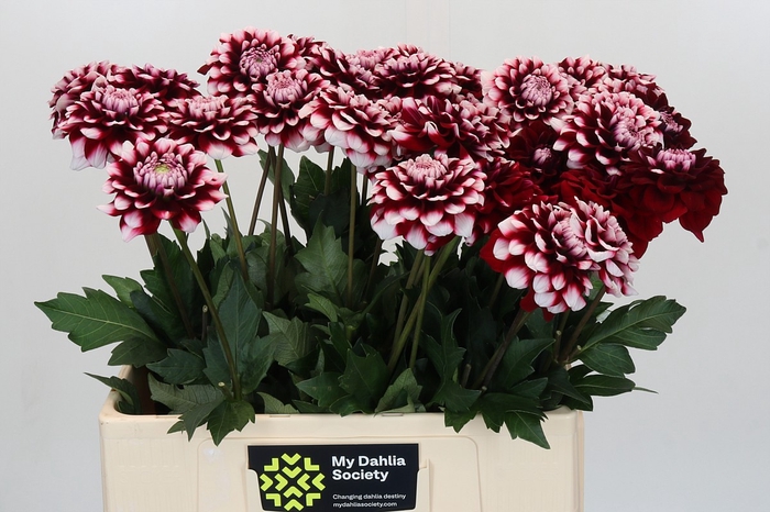 Dahlia Checkers
