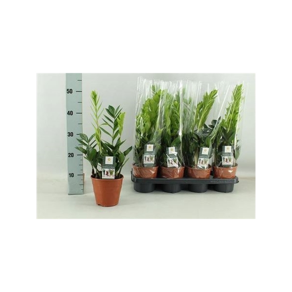 <h4>Zamio Zamiifolia 3+</h4>