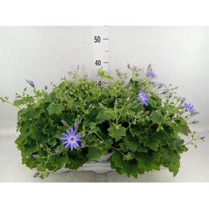 Pericallis cr. 'Senetti Lavender'