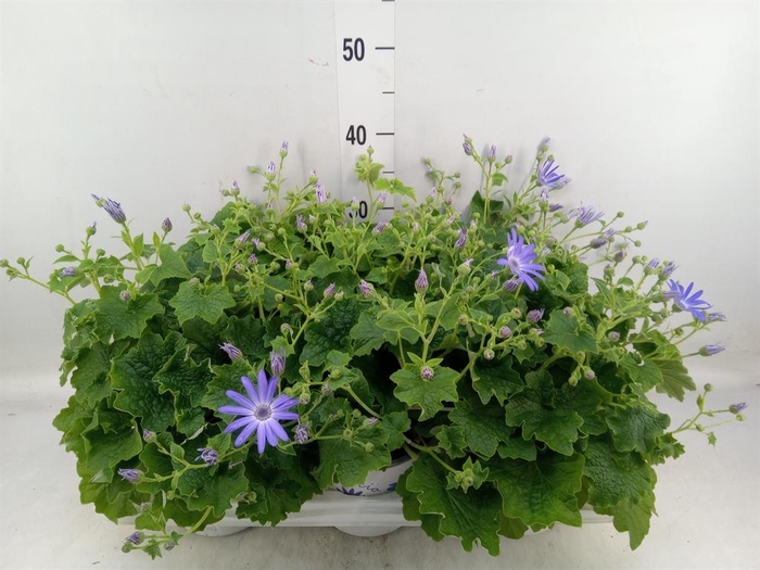 <h4>Pericallis cr. 'Senetti Lavender'</h4>