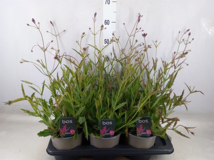 <h4>Verbena rigida</h4>