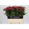 Paeonia Red Sarah Bernhardt