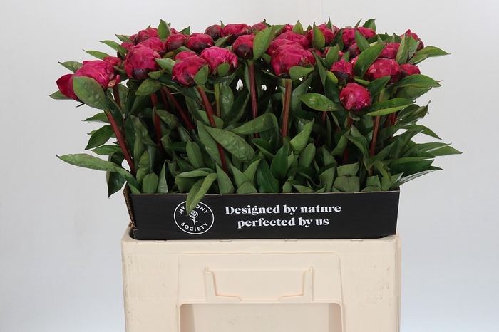 <h4>Paeonia Red Sarah Bernhardt</h4>
