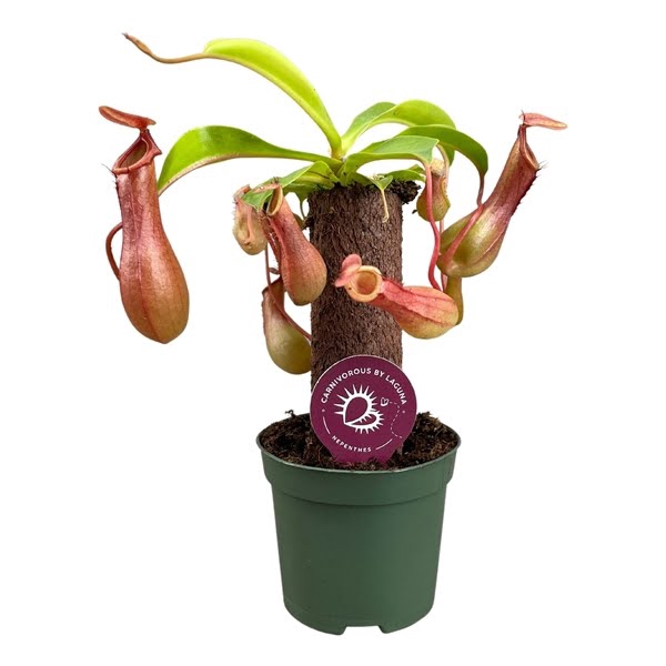 Nepenthes op stam 8,5 cm