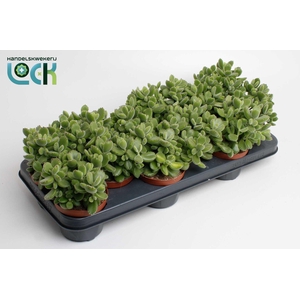 COT TO LADISMITHIENS