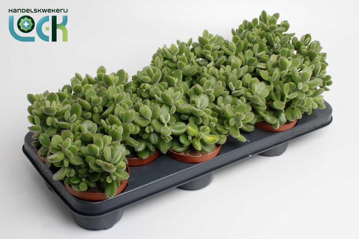 <h4>Cotyledon Ladismithiensis (Tomentosa)</h4>