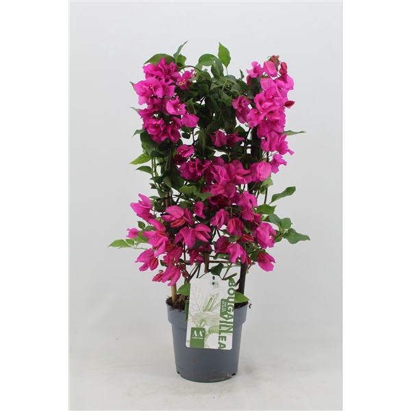 <h4>Bougainvillea 'Sanderiana' Rek pot 19 cm</h4>