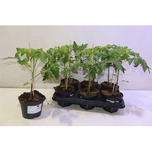 arr8 Tomatenplanten