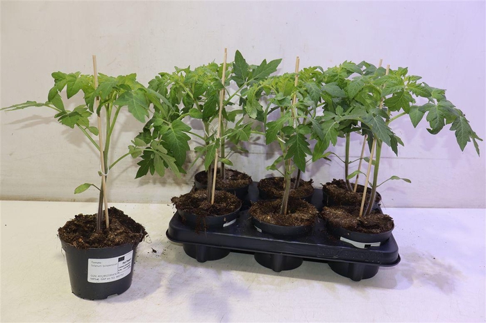<h4>arr8 Tomatenplanten</h4>