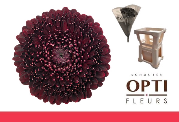 <h4>GE MB POM BLACKPEARL-Water hoes</h4>