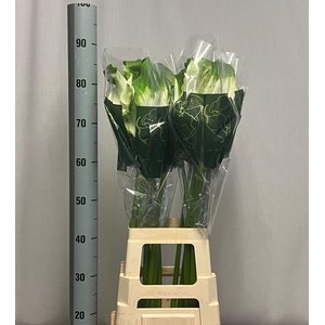 ZANT AE GREEN GODDES