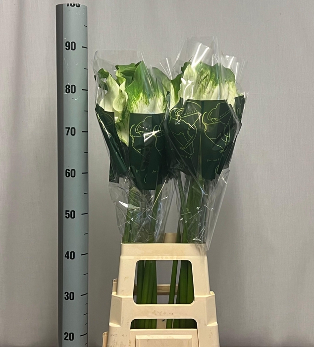 <h4>ZANT AE GREEN GODDES</h4>