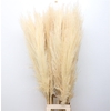 Corta Dried Bleached White