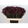 Leucadendron Saf Sunset Dark R.