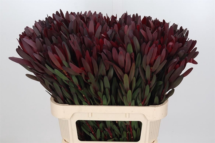 <h4>Leucadendron Saf Sunset Dark R.</h4>