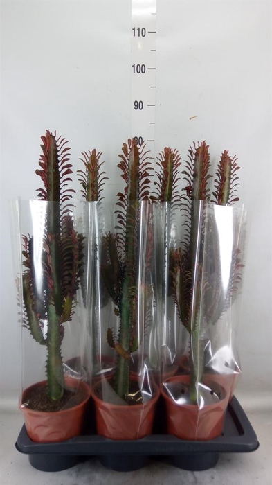 <h4>Euphorbia trigona 'Rubra'</h4>