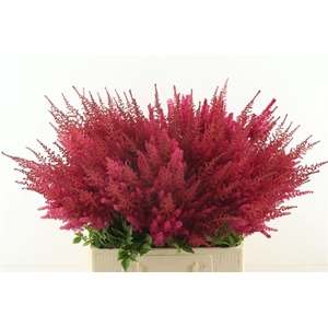 Astilbe Paul Gaarder Red