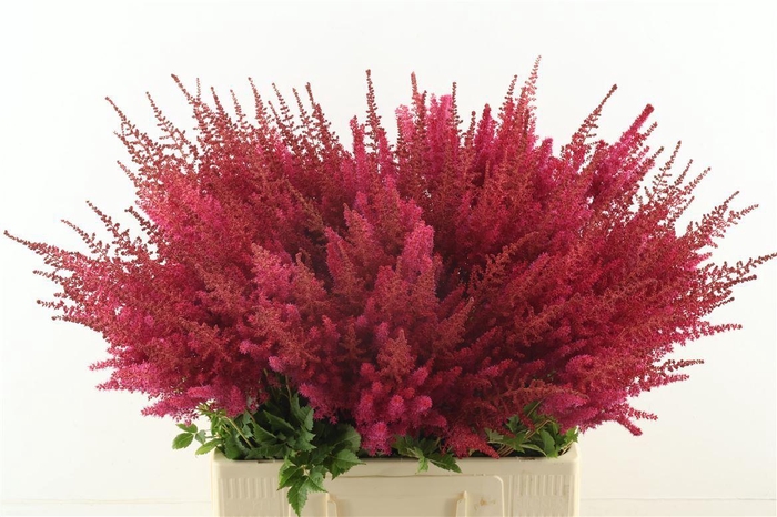 <h4>Astilbe Paul Gaarder Red</h4>