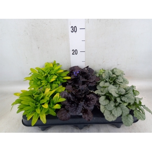 Ajuga  'Feath Friends'   ...mix