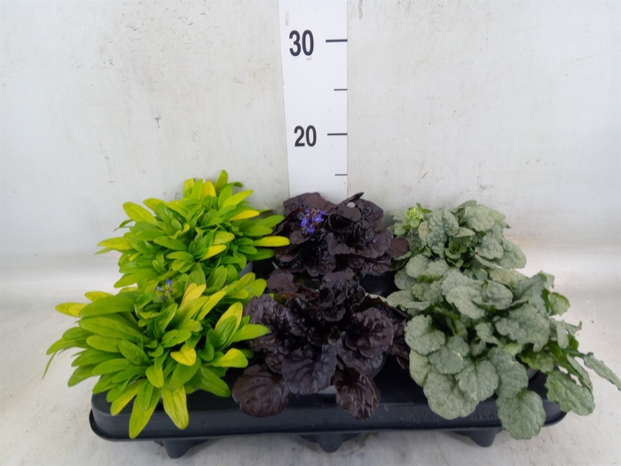 <h4>Ajuga  'Feath Friends'   ...mix</h4>