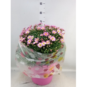 Argyranthemum   ...
