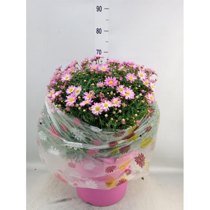 <h4>Argyranthemum   ...</h4>