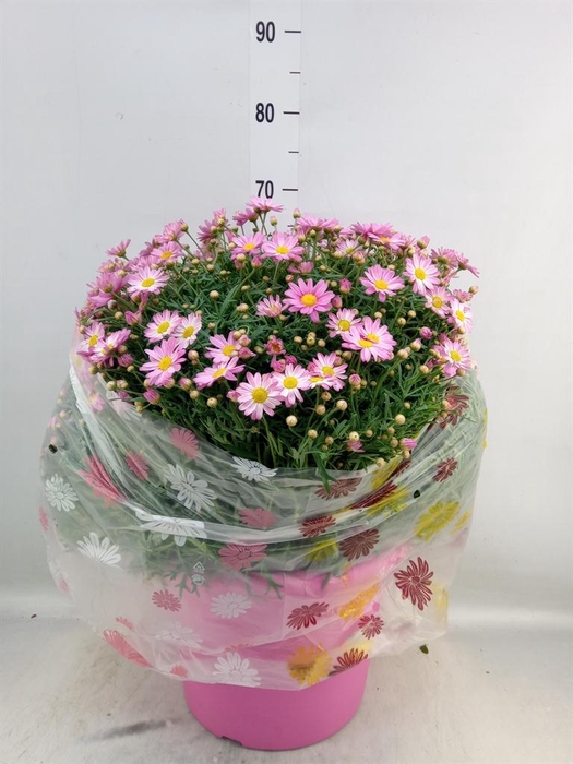 <h4>Argyranthemum   ...</h4>