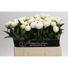 Paeonia Madame Claude Tain