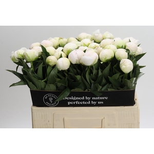 Paeonia Madame Claude Tain