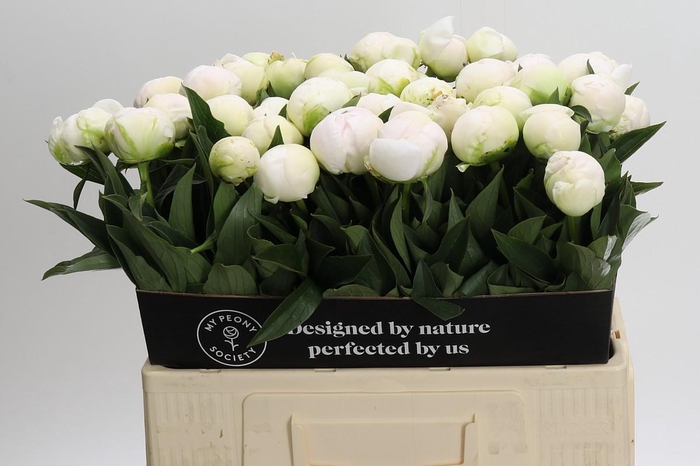 <h4>Paeonia Madame Claude Tain</h4>