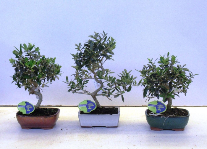 <h4>Olea europaea, pot 18cm.</h4>