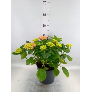 Hydrangea mac. 'Early'