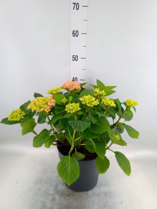 <h4>Hydrangea mac. 'Early'</h4>