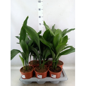 Aspidistra elat.
